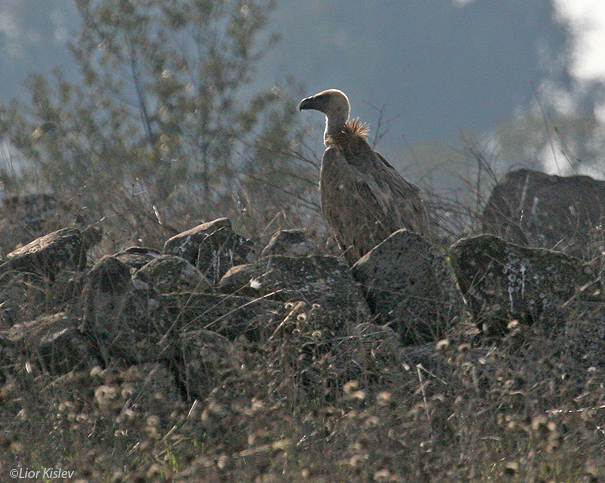 נשר מקראי Griffon Vulture Gyps fulvus                                         מרכז הגולן נובמבר 2006